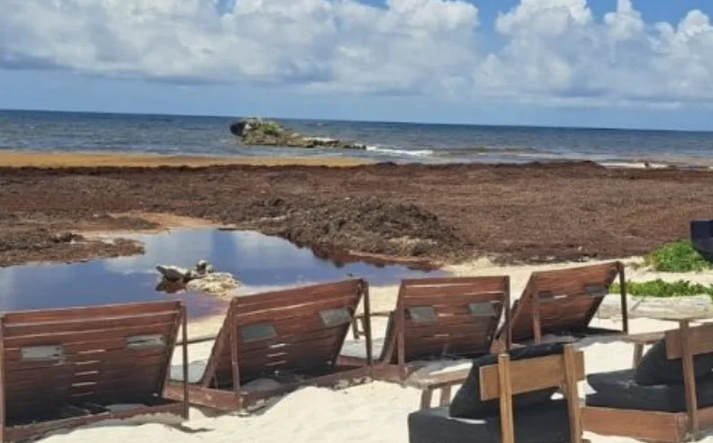 Presentan propuesta para frenar contingencia por sargazo en Tulum