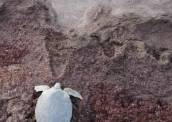 Alianza ambiental protege a las tortugas marinas en Mahahual