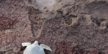 Alianza ambiental protege a las tortugas marinas en Mahahual