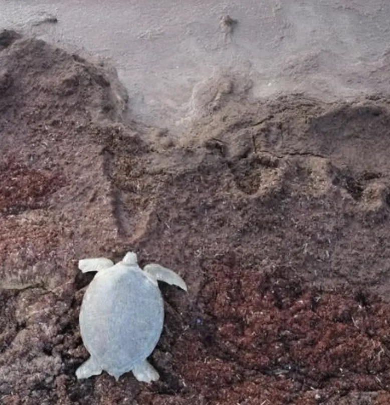 Alianza ambiental protege a las tortugas marinas en Mahahual