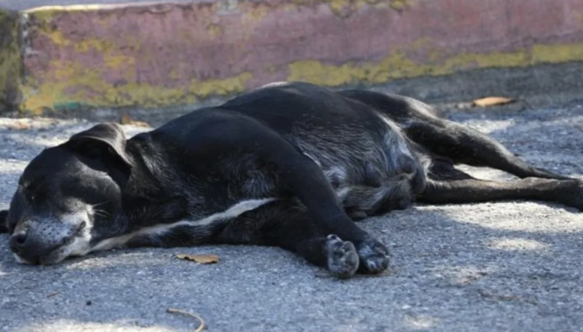 Esterilización de perros y gatos en Cancún frena el abandono animal