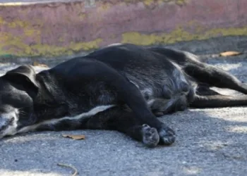 Esterilización de perros y gatos en Cancún frena el abandono animal