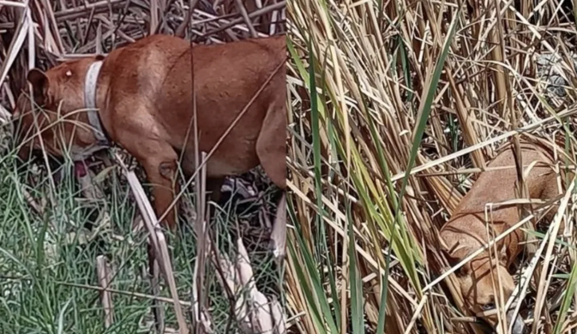 Denuncian maltrato animal en Holbox: perros encadenados bajo lluvias