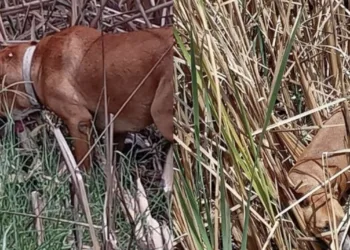 Denuncian maltrato animal en Holbox: perros encadenados bajo lluvias