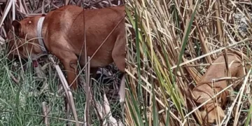 Denuncian maltrato animal en Holbox: perros encadenados bajo lluvias
