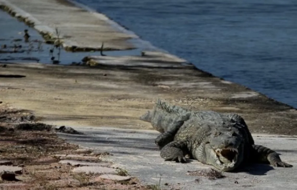Cocodrilos en Cancún: piden respetar su hábitat ante avistamientos
