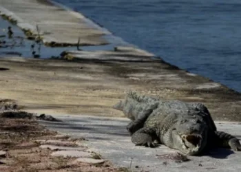 Cocodrilos en Cancún: piden respetar su hábitat ante avistamientos