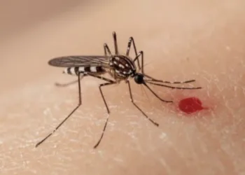 Quintana Roo entre los estados con más muertes por dengue en 2026