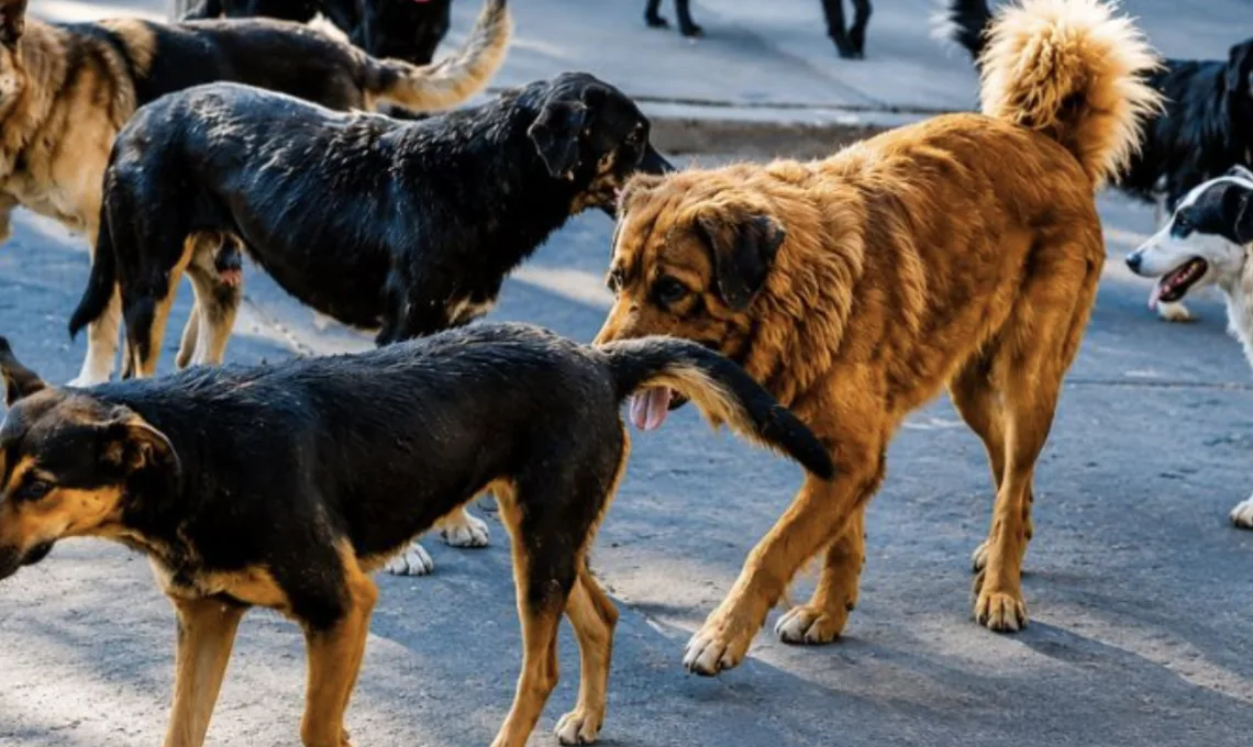 Día Mundial del Perro: Cancún suma 200 mil caninos en situación de calle