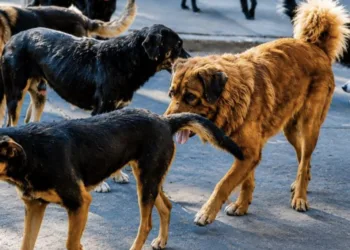 Día Mundial del Perro: Cancún suma 200 mil caninos en situación de calle