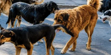 Día Mundial del Perro: Cancún suma 200 mil caninos en situación de calle