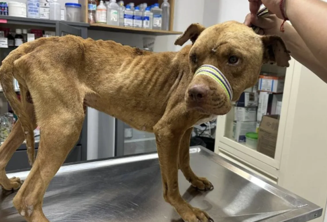 Maltrato animal en Cancún: registran hasta cinco denuncias diarias