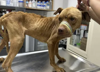 Maltrato animal en Cancún: registran hasta cinco denuncias diarias