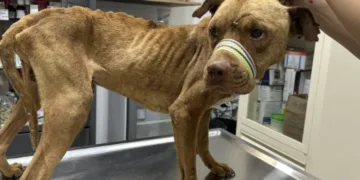 Maltrato animal en Cancún: registran hasta cinco denuncias diarias