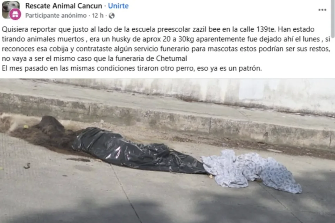 Hallan restos de perro en jardín de niños Zazil Beé de Cancún