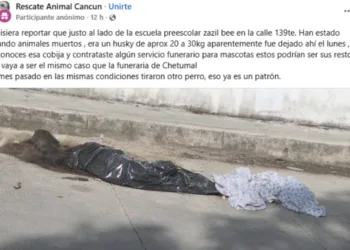 Hallan restos de perro en jardín de niños Zazil Beé de Cancún