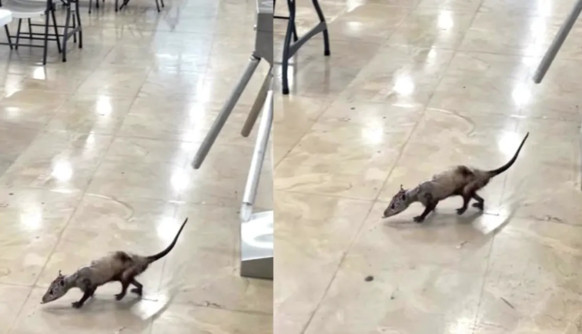 IMSS aclara avistamiento de tlacuache en hospital de Cancún