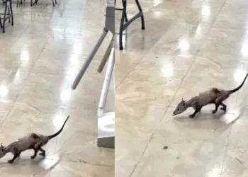 IMSS aclara avistamiento de tlacuache en hospital de Cancún