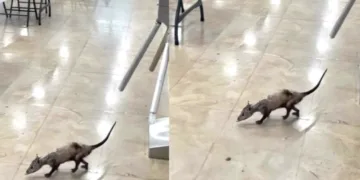 IMSS aclara avistamiento de tlacuache en hospital de Cancún