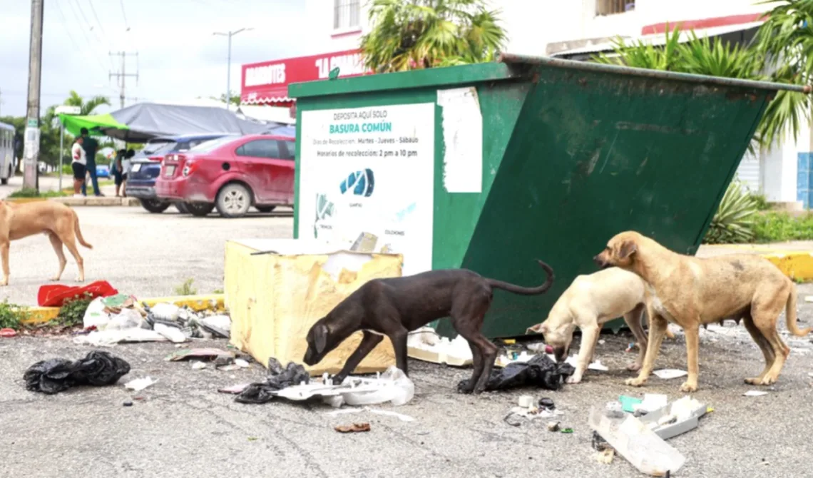 Pasear perros sin correa en Cancún: alertan por riesgos e infracciones