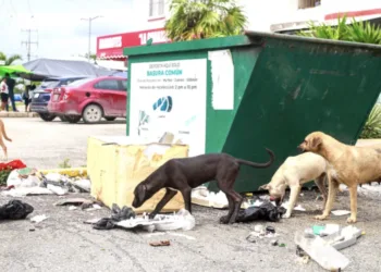 Pasear perros sin correa en Cancún: alertan por riesgos e infracciones
