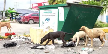 Pasear perros sin correa en Cancún: alertan por riesgos e infracciones