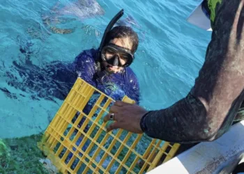 Sargazo afecta la pesca de langosta en Punta María Elena, FCP
