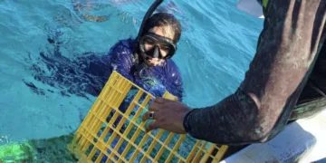 Sargazo afecta la pesca de langosta en Punta María Elena, FCP