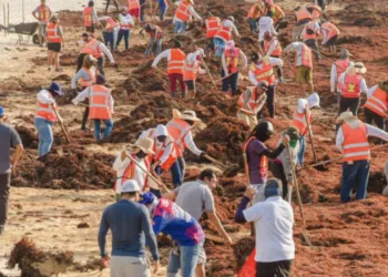 Recolectan cerca de 50 toneladas de sargazo en playas de Tulum