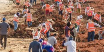 Recolectan cerca de 50 toneladas de sargazo en playas de Tulum