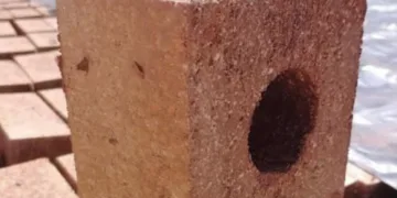 Construirán refugio animal con bloques de sargazo en Cancún