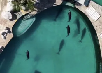 Buscan vender parques y 87 delfines en Cancún por liquidación