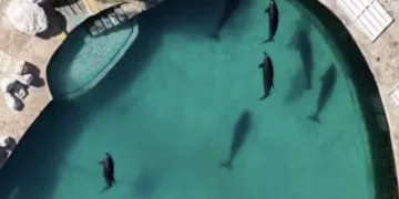 Buscan vender parques y 87 delfines en Cancún por liquidación
