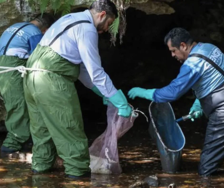 Alerta contaminación de cenotes urbanos y del acuífero en Cancún