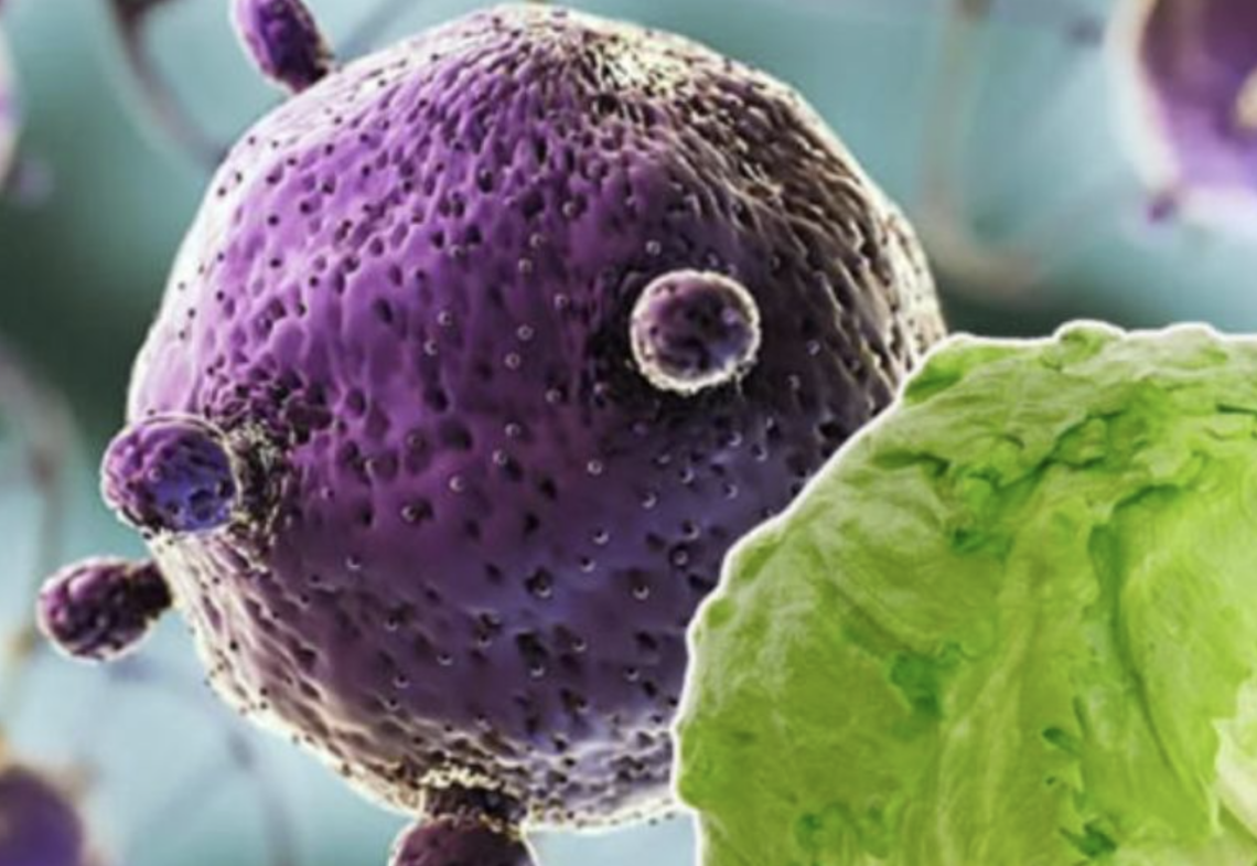 Brote de Ciclosporiasis en Hoteles de Quintana Roo: Lo que se Sabe