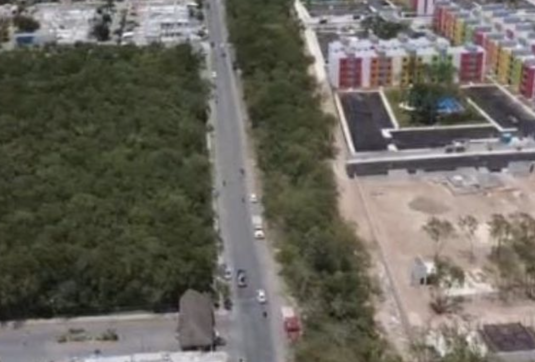 Denuncian Tala y Desmontes Ilegales en Playa del Carmen