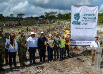 Quintana Roo reforestará más de 12 mil árboles este domingo