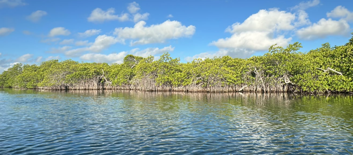Cancún planta 5 mil manglares en Laguna Nichupté