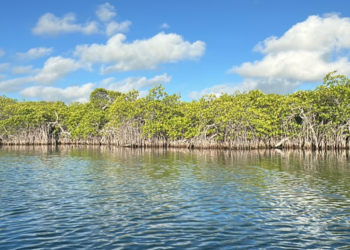 Cancún planta 5 mil manglares en Laguna Nichupté