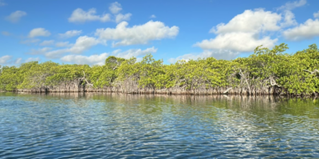 Cancún planta 5 mil manglares en Laguna Nichupté