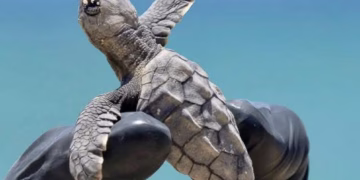 Proyecto Aak Mahahual cuida 400 nidos de tortuga marina