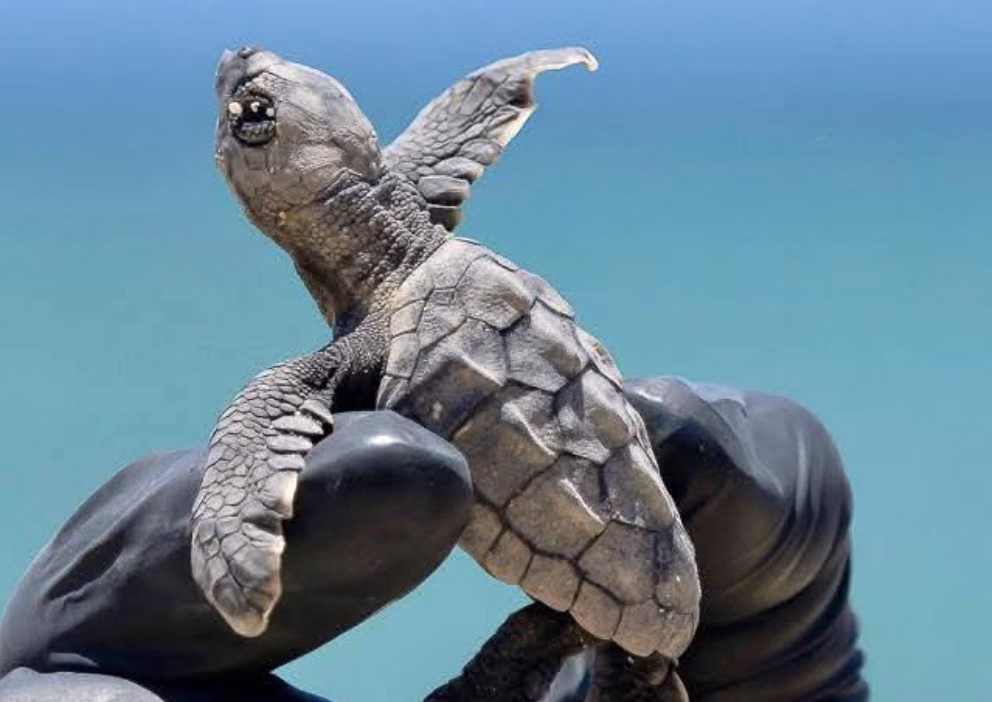 Proyecto Aak Mahahual cuida 400 nidos de tortuga marina