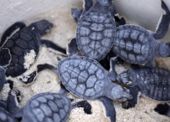 Ecología alerta a turistas por tortugas marinas en Cancún