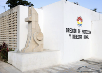 Cuestionan respuesta del Bienestar Animal en Cancún