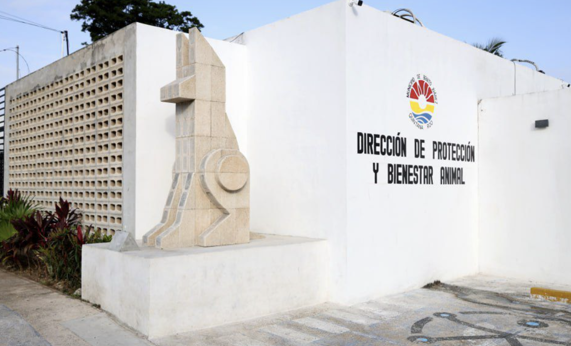 Cuestionan respuesta del Bienestar Animal en Cancún