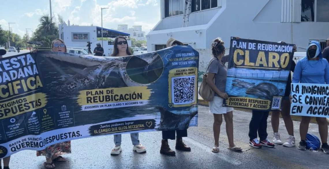 Manifestantes exigen reubicación de delfines en Ventura Park