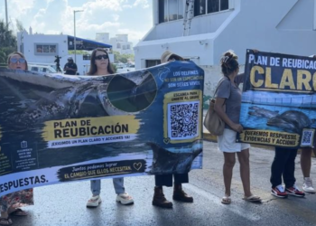 Manifestantes exigen reubicación de delfines en Ventura Park