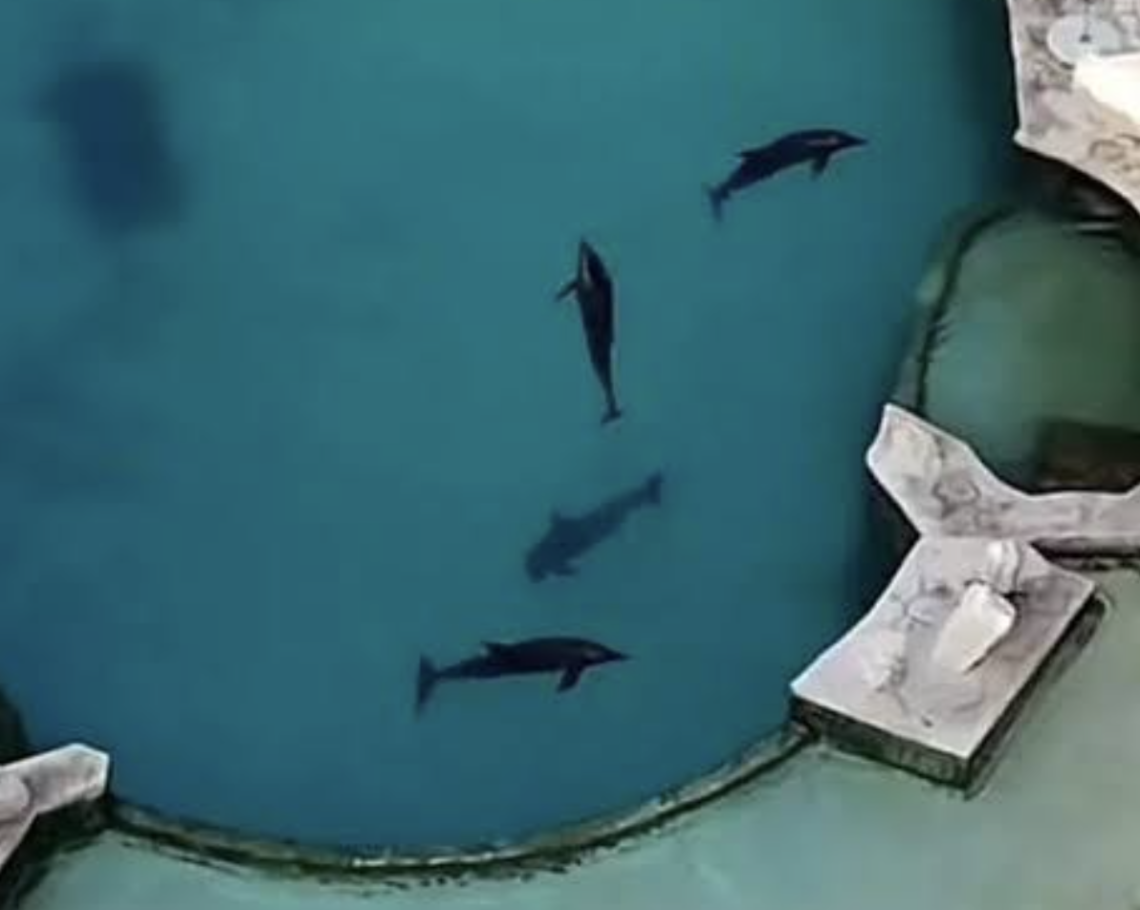 Reglamentación federal definirá traslado de delfines en Cancún