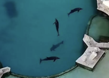 Reglamentación federal definirá traslado de delfines en Cancún