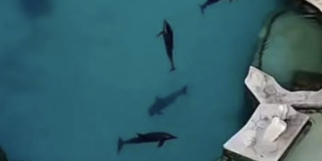 Reglamentación federal definirá traslado de delfines en Cancún
